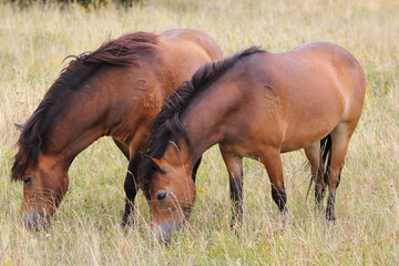 Exmoor ponies on the pasture