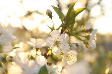 blossom in spring