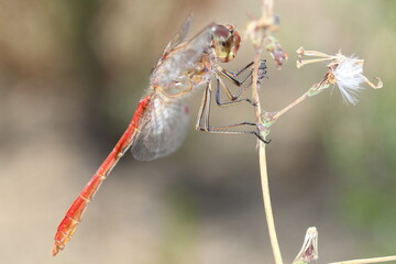 basking male of Southern Darter (Sympetrum meridionale) in natural habitat