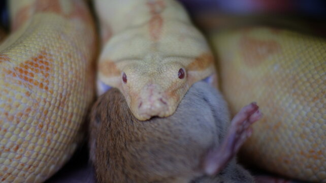adult female boa constrictor eating a rat