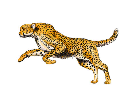 Cheetah from a splash of watercolor, colored drawing, realistic. Vector illustration of paints
