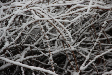 branchages sous la neige