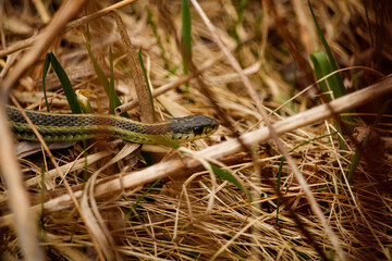 Plains garter snake moving through the grass