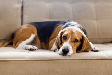 The dog beagle lies on the couch on a sunny day. Dog with a sad expression. High quality 4k footage - obrazy, fototapety, plakaty