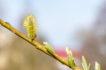 Branch with male catkins of Salix caprea, known as goat willow, pussy willow or great sallow.