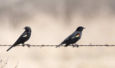 Two male red-winged Blackbirds on a wire fence in rural Ontario in springtime