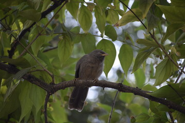 Jungle babbler (Turdoidesstriata) common bird – Delhi -india.
