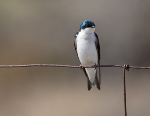 Fototapeta premium A Tree Swallow (Tachycineta bicolor) on a wire fence in springtime in Ontario