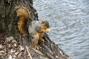 squirrel in the park