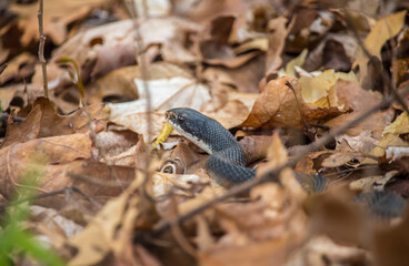 A black racer snake slithers over brown dry leaves on the forest floor.