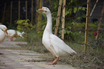 White Waterfowl enjoying the sun raise , India, Amethi.