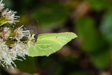 Close-up yellow green butterfly brimstone sitting on a white alpine flower on dark background in meadow in Alps in spring