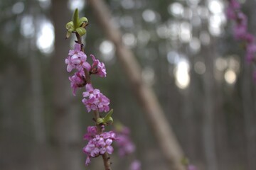 Mezereon (Daphne mezereum) in forest