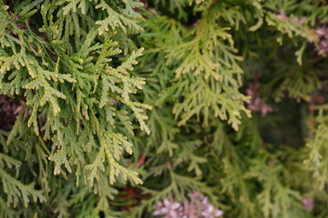 Thuja tree. Branch of a tree. Nature