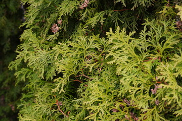 Thuja tree. Branch of a tree. Nature