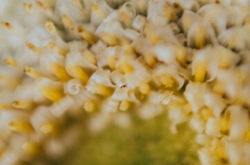 Macro image of the core of a flower