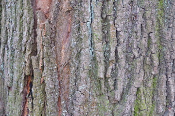 Tree bark. Texture. Background. Wood texture.