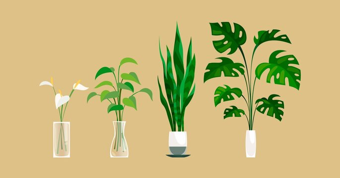 Plants in pot. Exortic ficus and monstera palm in flowerpot indoors, green leaves and calla lilies in transparent vase, houseplant in row home trees set cartoon modern isolated illustration