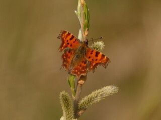 Comma butterfly (Polygonia c-album) - orange butterfly on willow tree branch
