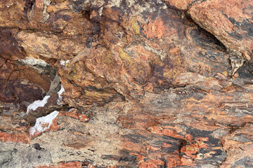 Close-up of petrified wood with snow crystals, Petrified Forest National Park, Arizona, USA