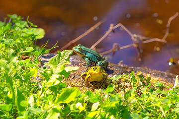 Wasserfrösche am Ufer. Der Sonnenschein lockt die Frösche aus dem Wasser. Sie sitzen in der Sonne und wärmen sich auf.