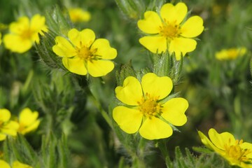 Closeup of yellow potentilla flowers in the meadow, closeup - obrazy, fototapety, plakaty