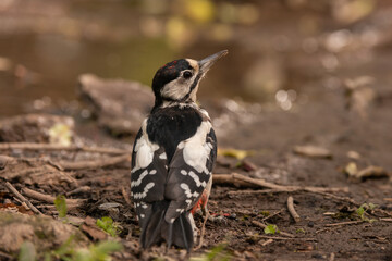 Obraz premium Great Spotted Woodpecker Dendrocopos major in the wild