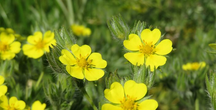 Yellow potentilla flowers in the meadow, closeup