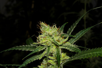 Cogollo de marihuana en floración. Con fondo negro sobre el cultivo de interior, estas flores de...
