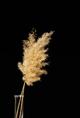 A branch of a common reed. Black background. Natural backdrop. Minimal, styled concept for bloggers. © lisannart