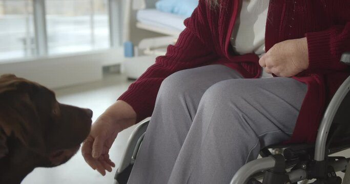 Close up of aged hospital patient in wheelchair and labrador