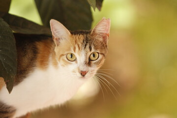 Naklejka na ściany i meble Cat portrait on loquat tree with nice bokeh.