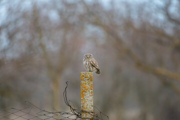 Little Owl Athene noctua perched on rock pillar