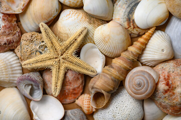 Seashells of various shapes and types. Background