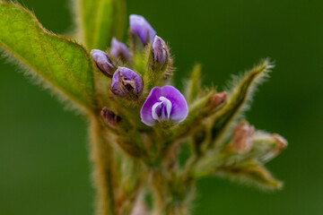 Soy flowers in sunny field. Green growing soybeans