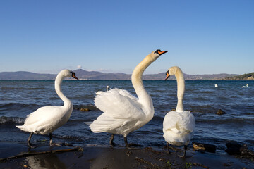 Anguillara Sabazia, Lazio, Italy, 02/10/2018: a group of swans on the shores of Bracciano lake in Anguillara Sabazia.