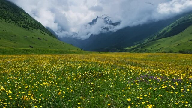 Landscape with wildflower meadow and Caucasus mountains, 4k