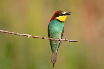 European bee eater Merops apiaster sits on a branch