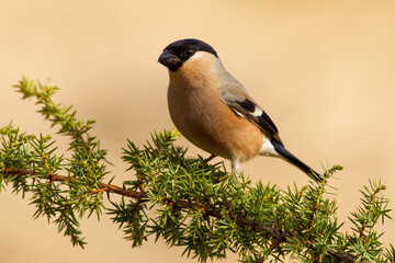 Female of eurasian bullfinch, pyrrhula pyrrhula, resting on the common juniper