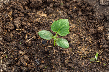 Young sprout new cucumber plant at soil