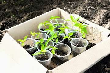 Seedlings of green plants in cups in box on ground in greenhouse ready for planting in spring summer. soil in organic garden. farming, cultivation, transplanting, agriculture concept