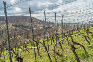 Frisch geschnittene Weinreben im Frühjahr
