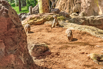 Valencia, Spain: 04.05.2021; The meerkat sitting on the ground