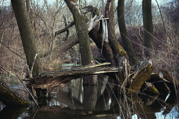 driftwood and broken trees in the swamp near the river
