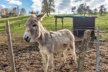 Obraz premium Junge Esel auf der Weide