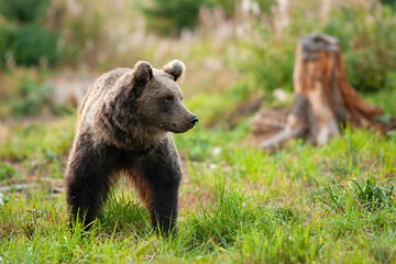 Obraz premium Cute brown bear walking on grassy green meadow in springtime
