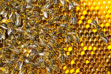 Signs of the development of a bee colony.
The frame includes pollen, eggs, larvae and cocoons of...