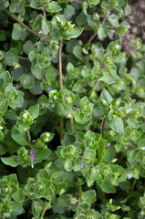 In the spring, Stellaria media grows in nature