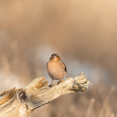 Male of the common chaffinch Fringilla coelebs