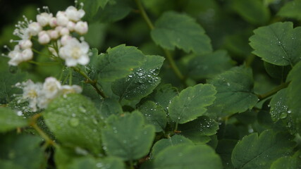 raindrop on a flower